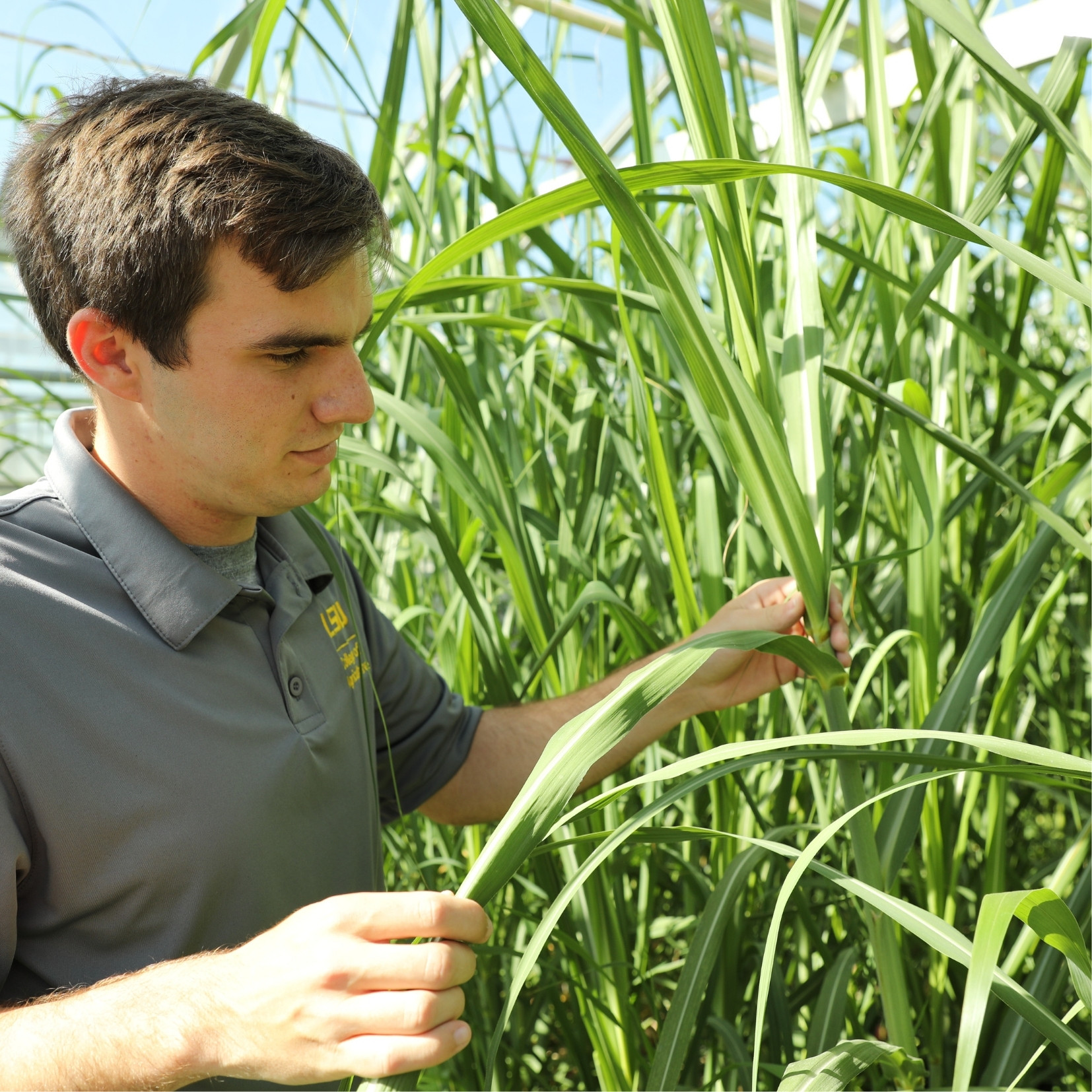 student hold sugarcane