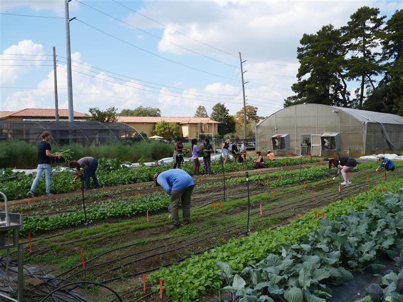 Students Harvesting Vegetables 