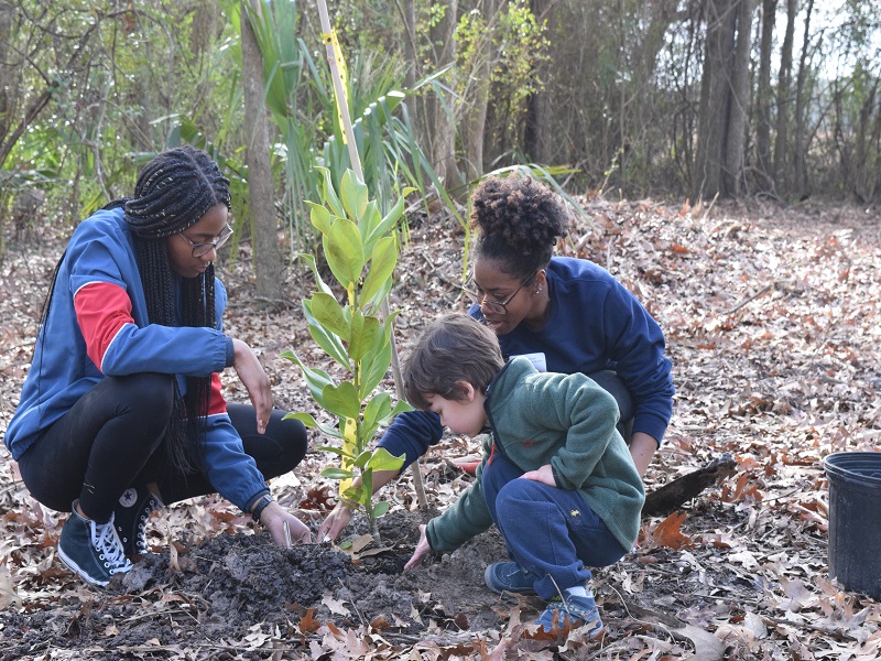 young boy plants tree seedling