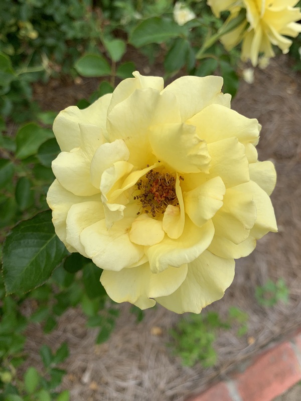 yellow rose