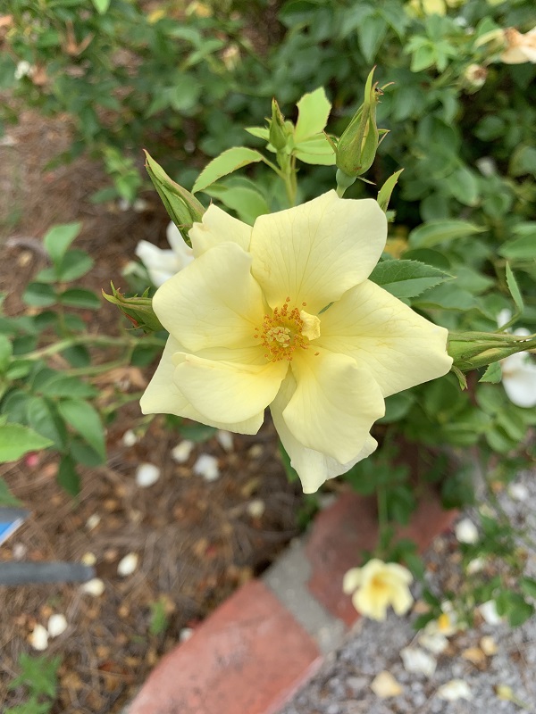 yellow rose