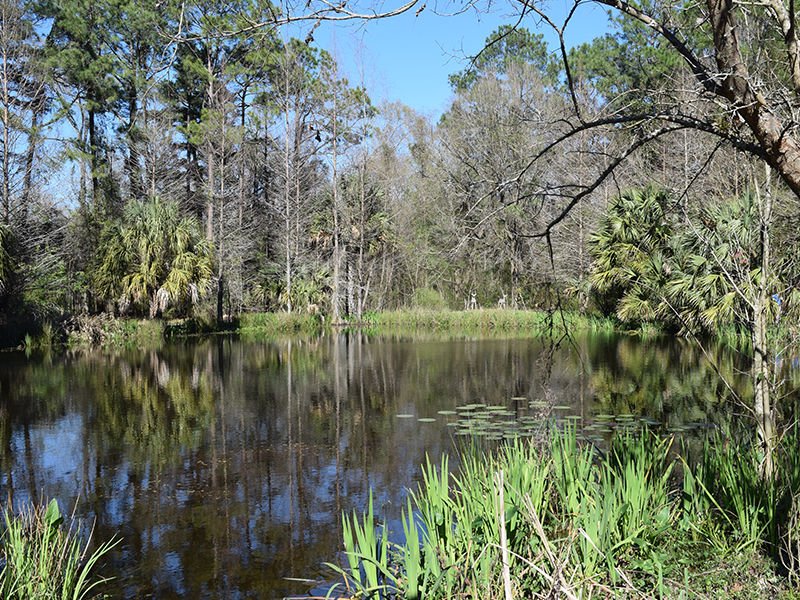 photo: barton arboretum pond