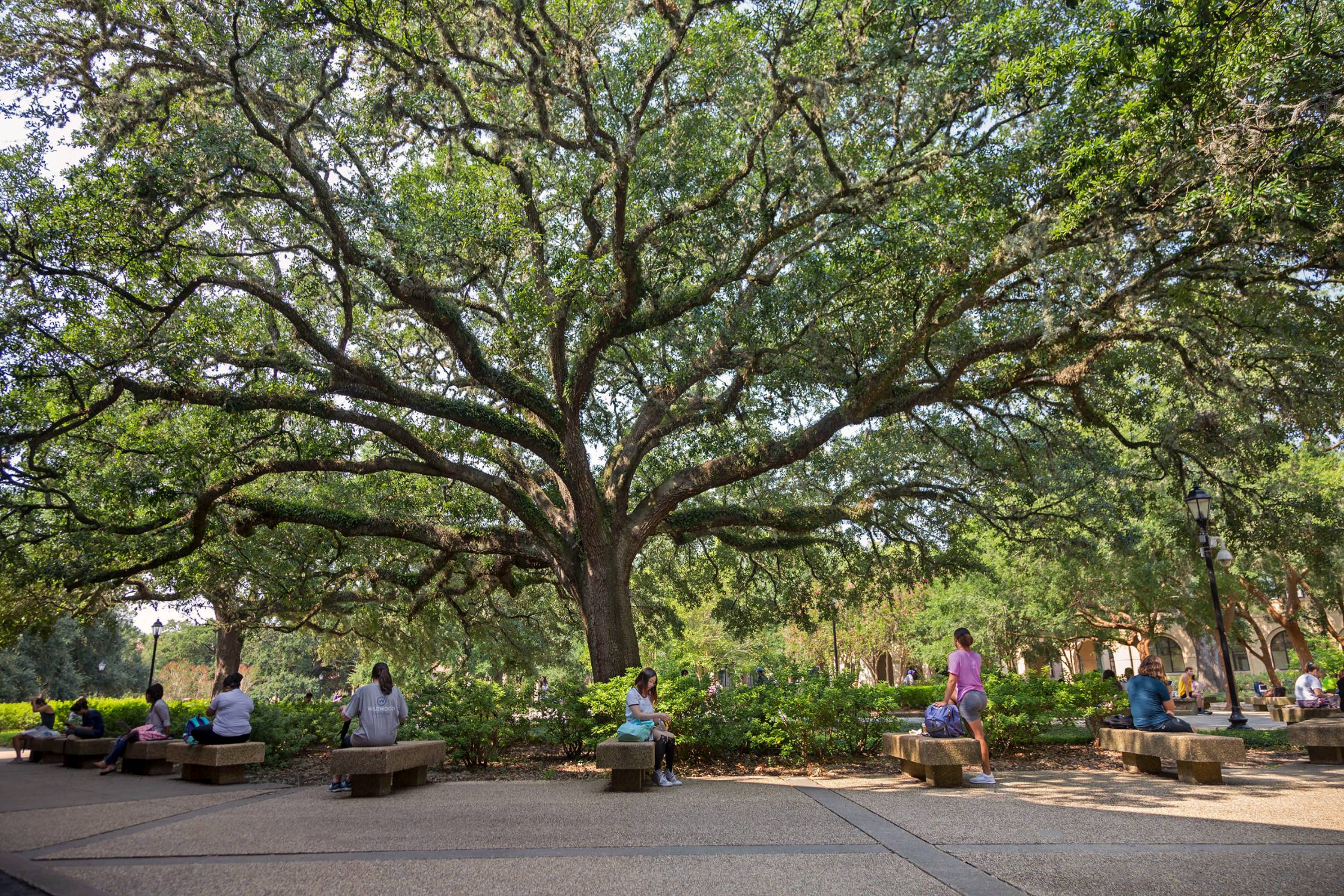 students in the quad