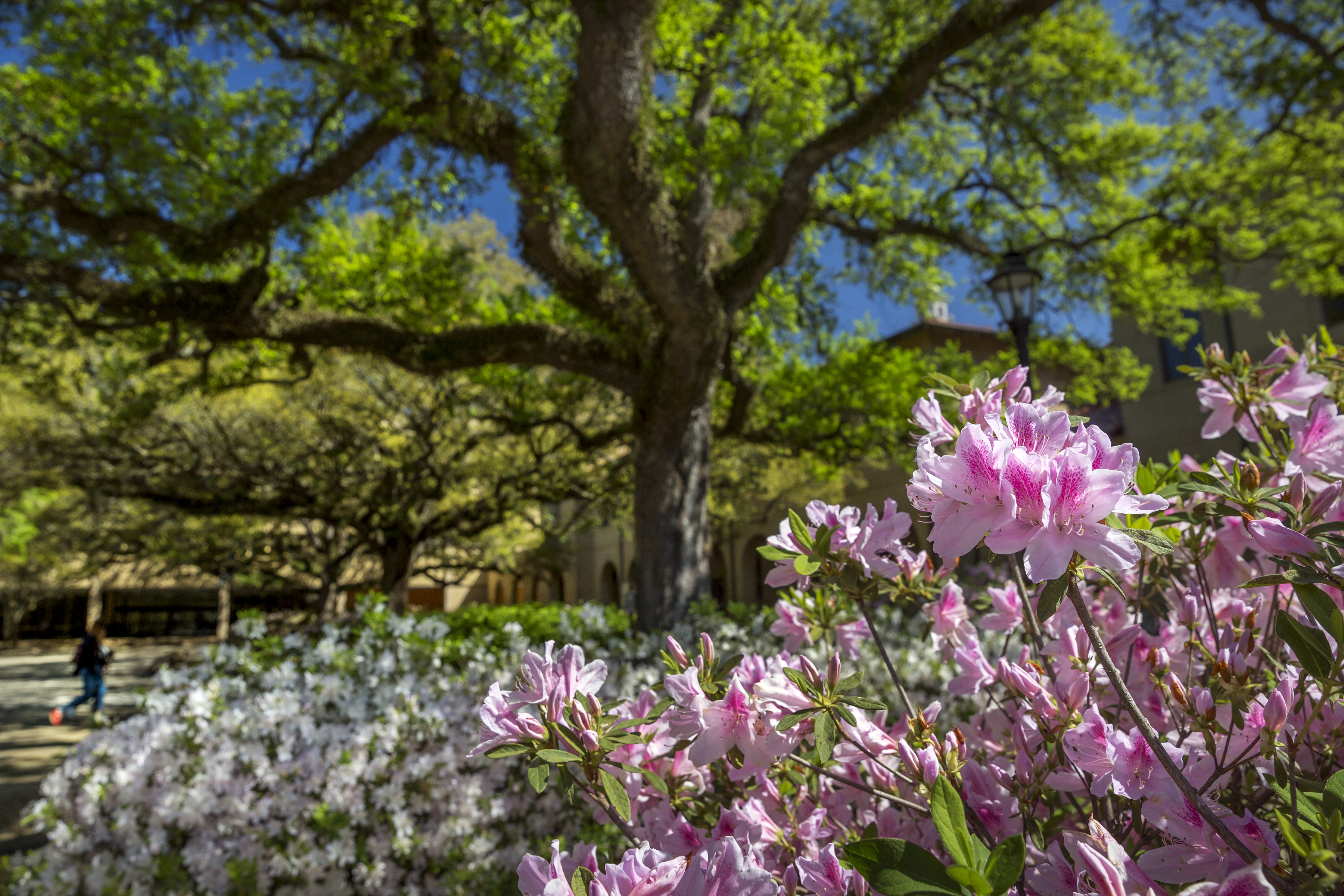 flowers in LSU quad