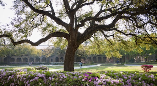 Oak tree in LSU quadrangle