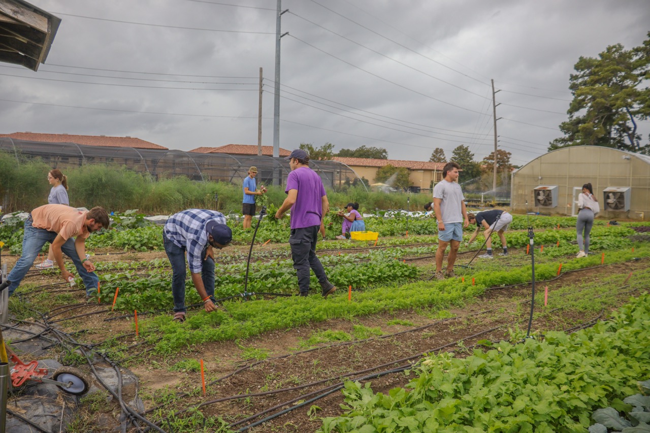 Students planting garden