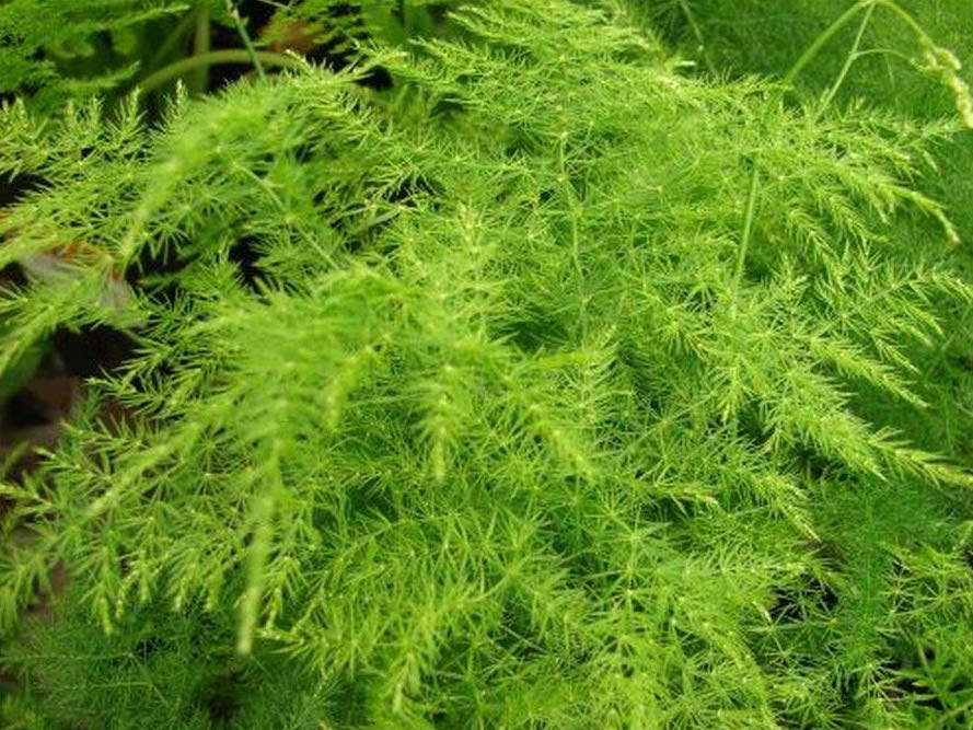 asparagus fern