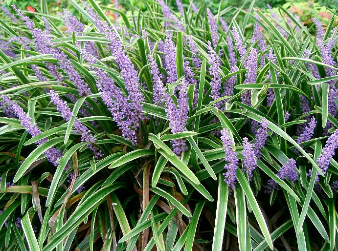 liriope